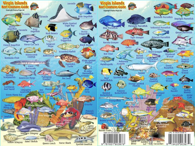 Waterproof Virgin Islands Fish ID Cards - Double sided